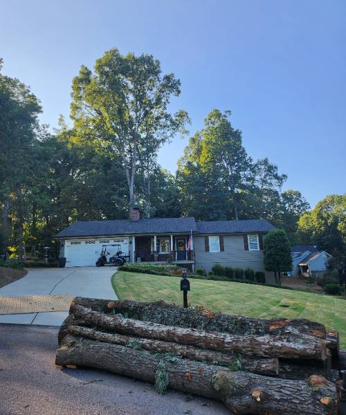 A tree that has been cut down in front of a house