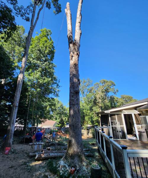 A tree that is standing next to a house