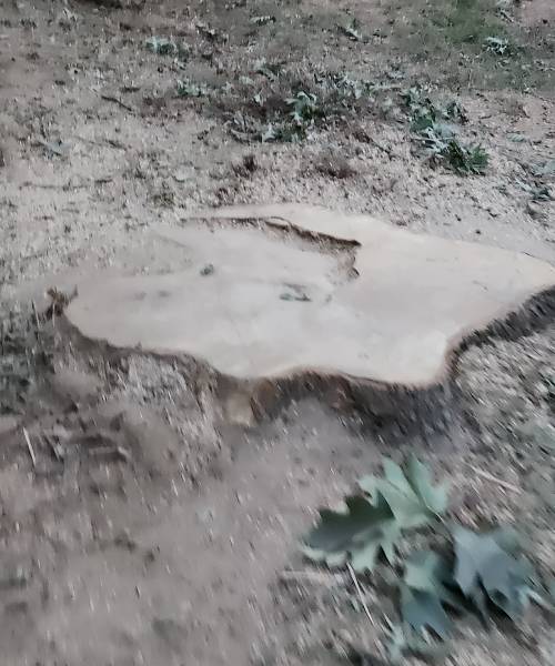 A piece of wood sitting on top of a dirt field