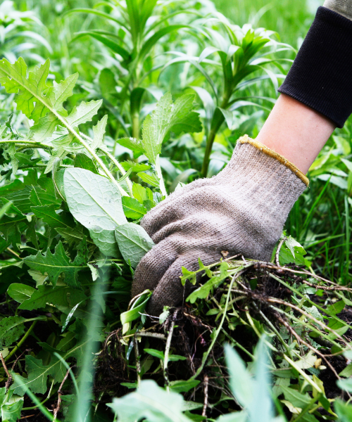 A person with a glove is digging in the grass