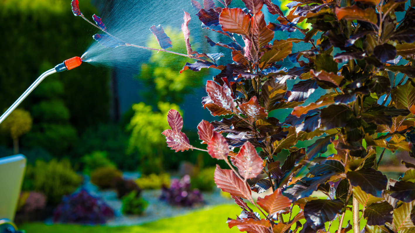 A sprinkler is spraying water on a plant