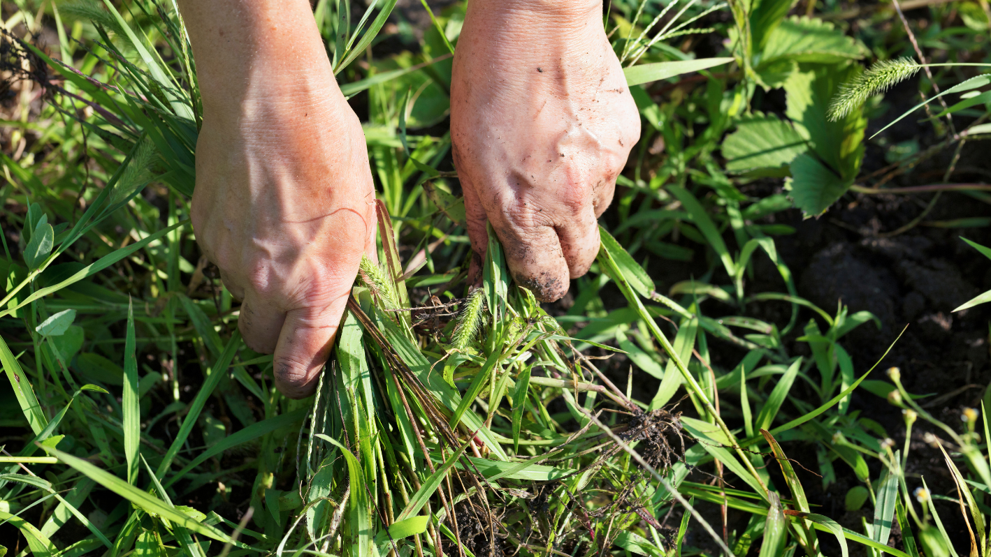 A person standing on top of a lush green field