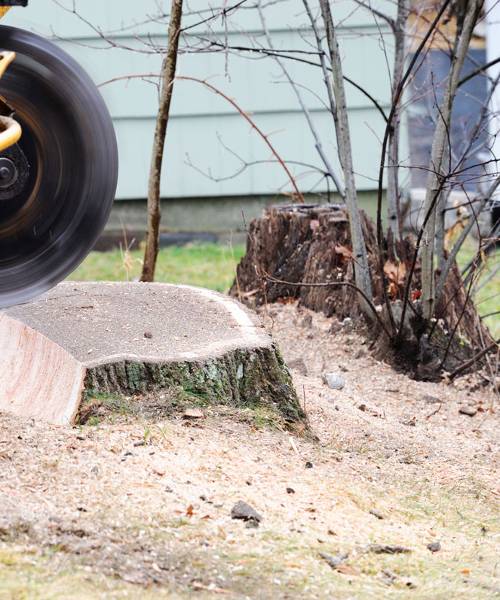 A man is using a chainsaw to cut a tree