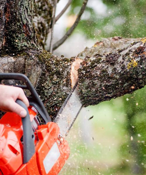 A man is cutting a tree with a chainsaw