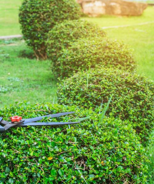 A pair of garden shears cutting a hedge