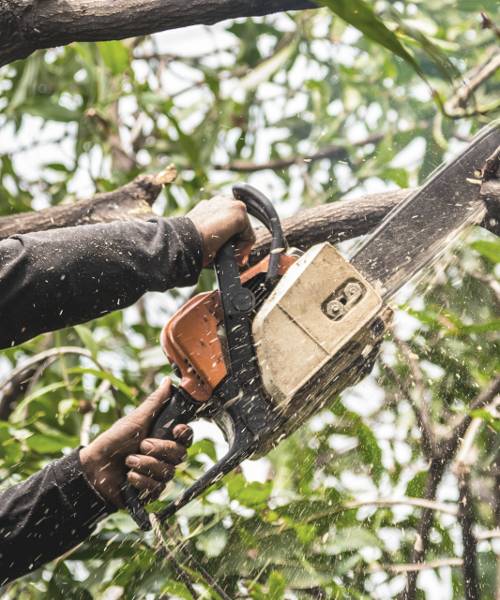 A man is cutting a tree with a chainsaw